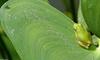 green treefrog 0010