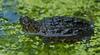 neonate snapping turtle 0001