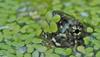 neonate snapping turtle 0002