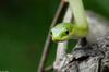 Rough Green Snake (Opheodrys aestivus)