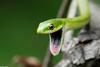 Rough Green Snake (Opheodrys aestivus)