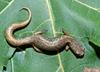 Four-toed Salamander (Hemidactylium scutatum) 0102