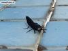 bug, ?
