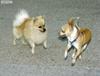 dogs