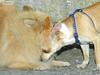 dogs
