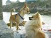 dogs