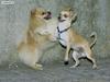 dogs