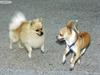 dogs