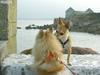 dogs