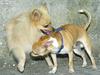 dogs