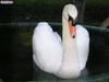 swan