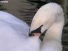 swan