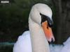 swan