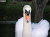 swan
