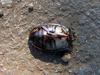 big beatle without head