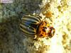 Potato Beatle