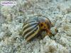 Potato Beatle