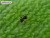 ant
