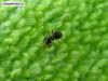 ant