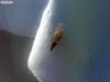 ant