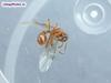 ant