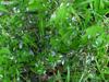 ants