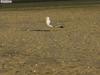 gull