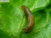 ?, snail without shell