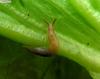 ?, snail without shell