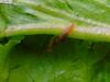 ?, snail without shell
