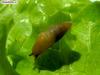 ?, snail without shell
