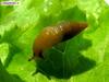 ?, snail without shell