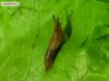 ?, snail without shell