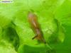 ?, snail without shell