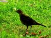 Common Blackbird