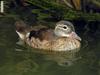 ?, female