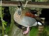 ?, female