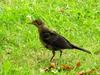 Common blackbird female