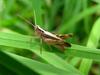 grasshopper