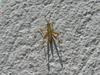 grasshopper