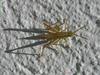 grasshopper