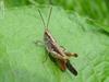 grasshopper