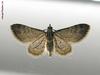 moth