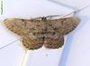 moth