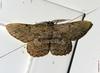 moth