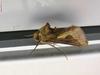 moth