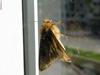 moth