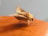 moth
