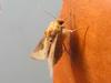 moth