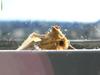 moth